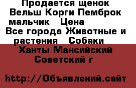 Продается щенок Вельш Корги Пемброк мальчик › Цена ­ 65 000 - Все города Животные и растения » Собаки   . Ханты-Мансийский,Советский г.